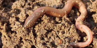 earthworm