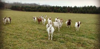 goats on pasture