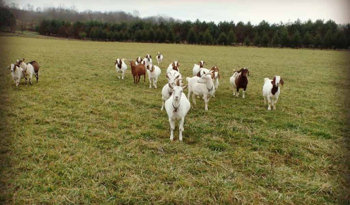 goats on pasture goats on pasture