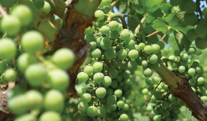 grapes growing on vine grapes growing on vine
