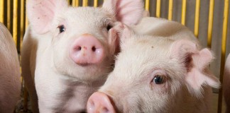 piglets