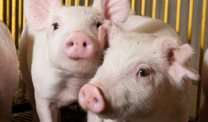 piglets piglets