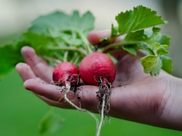 radishes