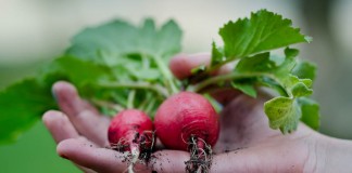 radishes