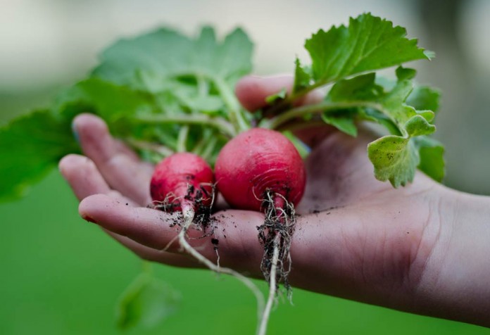 radishes radishes