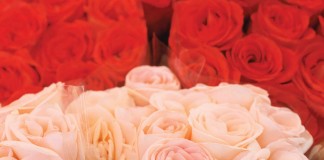 red and pink roses