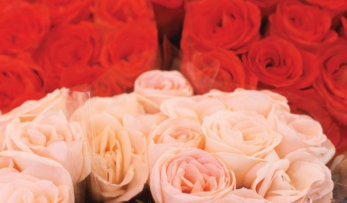 red and pink roses red and pink roses