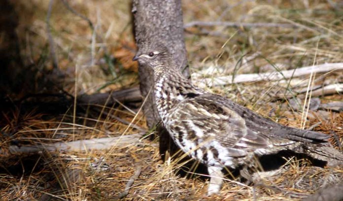 ruffed grouse ruffed grouse