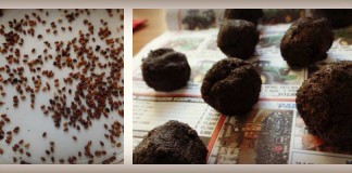 seed bombs