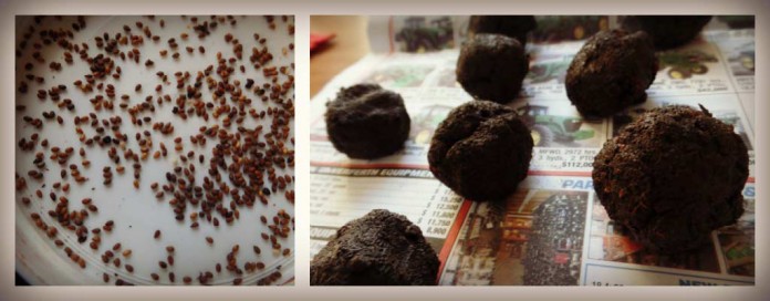 seed bombs seed bombs