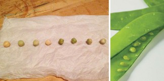 pea seed germination test collage