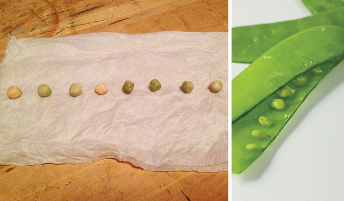 pea seed germination test pea seed germination test collage