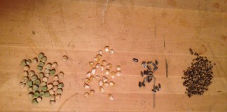 peas, corn, sunflower and beet seeds