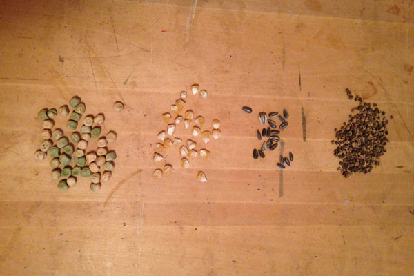 peas, corn, sunflower and beet seeds peas, corn, sunflower and beet seeds