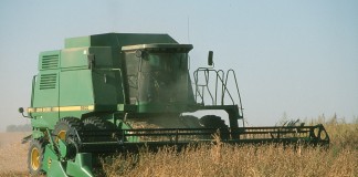 Combining soybeans