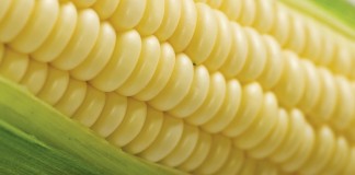 sweet corn