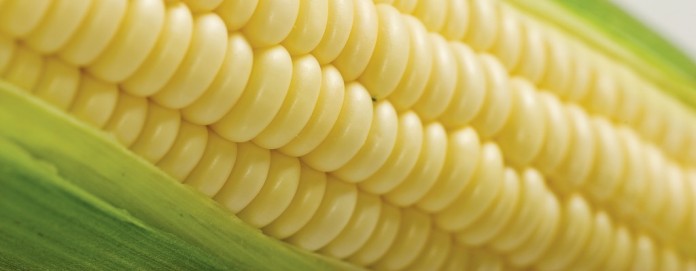 sweet corn sweet corn