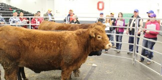 Evaluating cattle