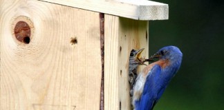 Bluebird nesting box