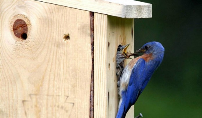 Bluebird nesting box Bluebird nesting box