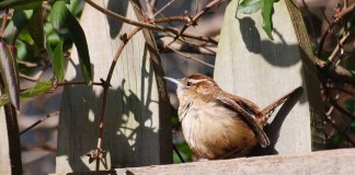 Carolina wren