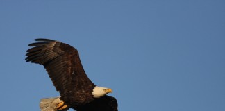 Eagles