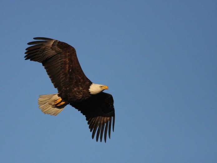 Eagles Eagles