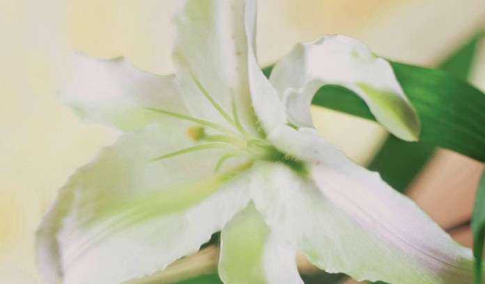 Easter lily Easter lily