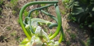 Egyptian walking onion