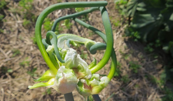 Egyptian walking onion Egyptian walking onion