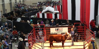 Beef Expo Hereford sale