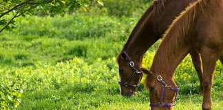 Grazing horses
