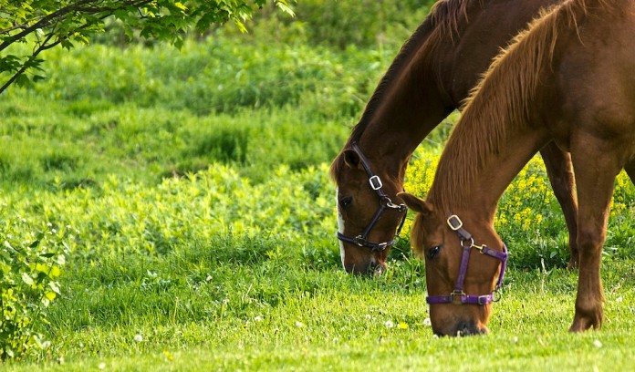 Horses grazing Grazing horses