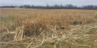 Miscanthus harvested