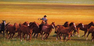 Prairie scene