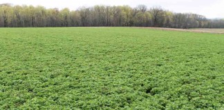 alfalfa field