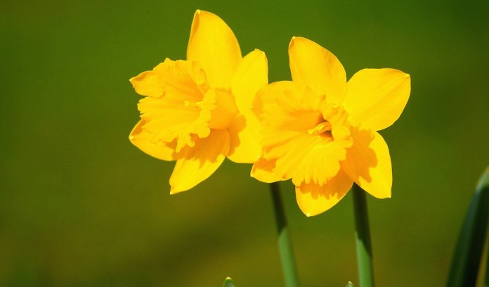 daffodils daffodils