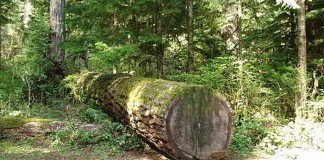 fallen tree