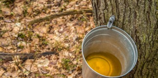 maple syrup collected from tree