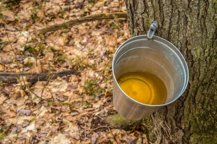 maple syrup maple syrup collected from tree
