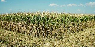 field corn