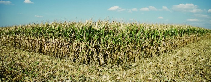 field corn field corn
