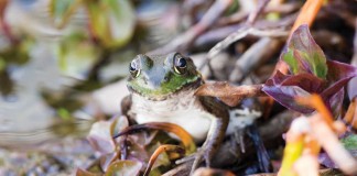 frog