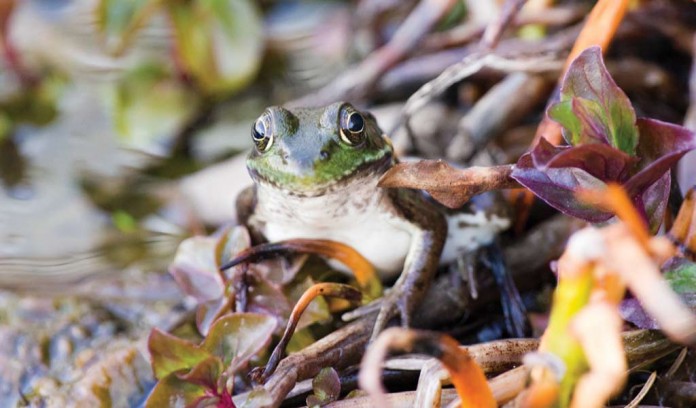 frog frog