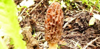 morel mushroom
