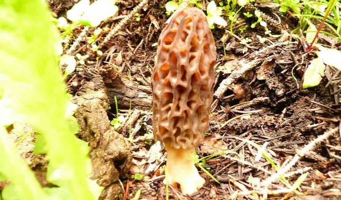 morel mushroom morel mushroom
