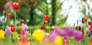 multi-colored tulips