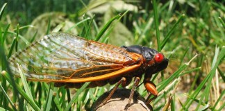 17-year cicada Brood X