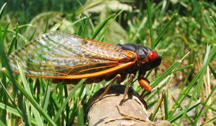 17-year cicada Brood X 17-year cicada Brood X