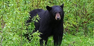 Black bear